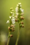 Goodyera repens. Соцветие. Кабардино-Балкария, Чегемский р-н, Чегемское ущелье, долина р. Гара-Аузу Су, окр. альплагеря \"Чегем\", сосновый лес, замшелые валуны. 05.08.2021.