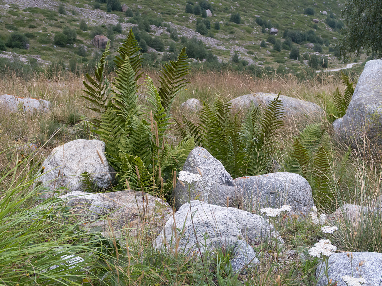 Image of Dryopteris oreades specimen.