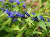 Gentiana schistocalyx. Цветущий побег. Республика Коми, г. Сыктывкар, ул. Ботанический сад, Ботсад СГУ. 14.09.2019.