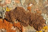 genus Acarospora