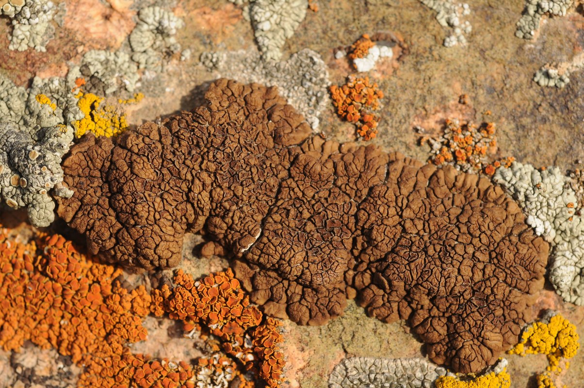 Image of genus Acarospora specimen.