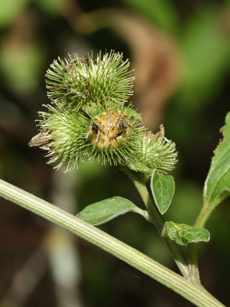 Изображение особи Arctium minus.