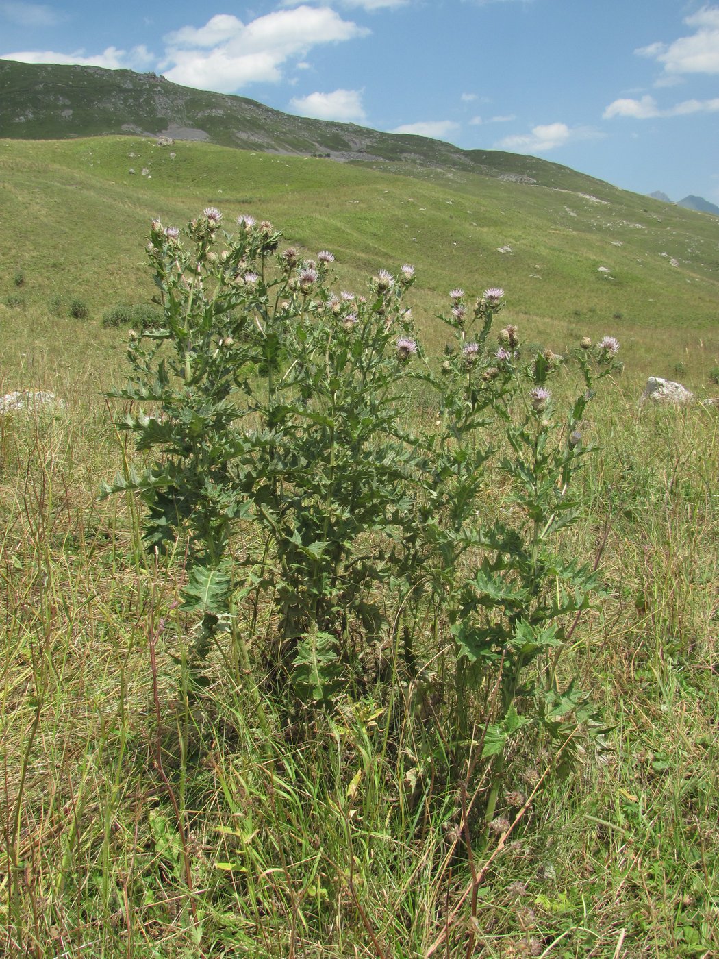 Изображение особи Cirsium balkharicum.