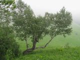 Betula pubescens