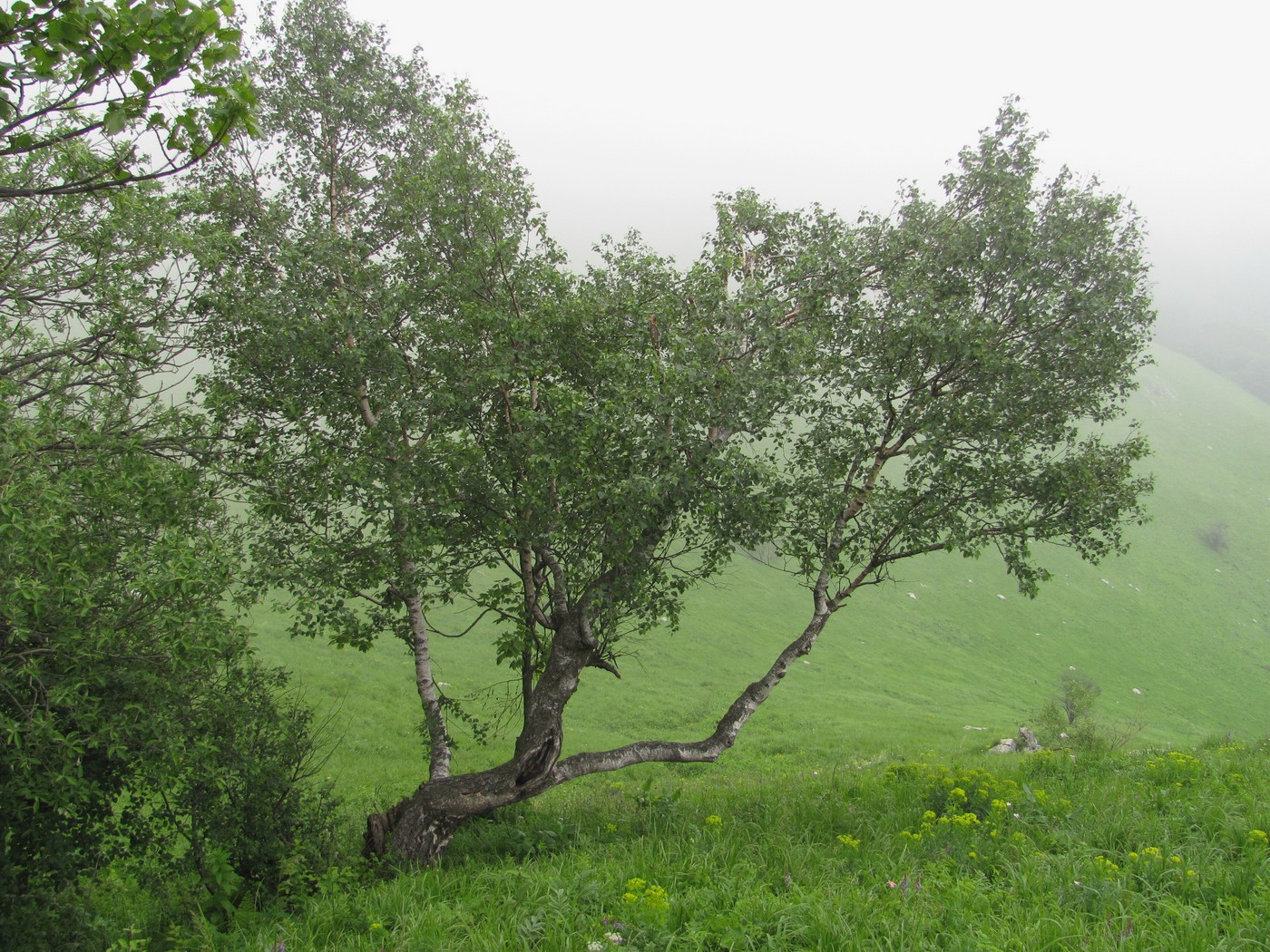 Image of Betula pubescens specimen.