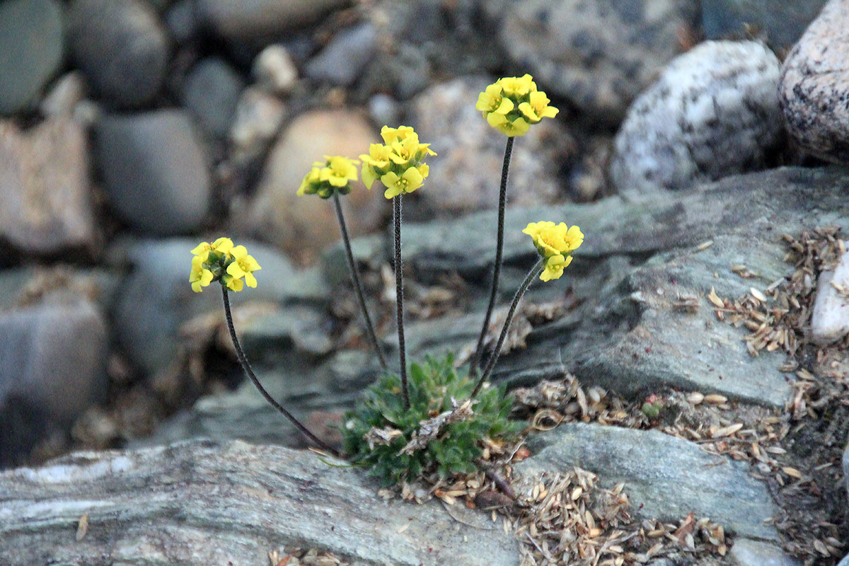 Image of genus Draba specimen.