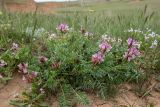 Astragalus physodes. Цветущее растение. Калмыкия, Целинный р-н, окр. села Троицкое, балка Каменная, степной склон. 17.04.2022.