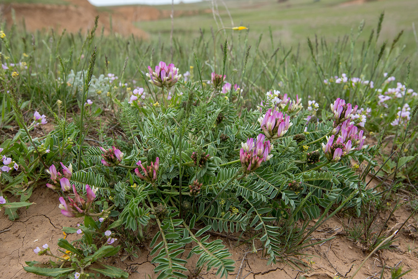 Изображение особи Astragalus physodes.