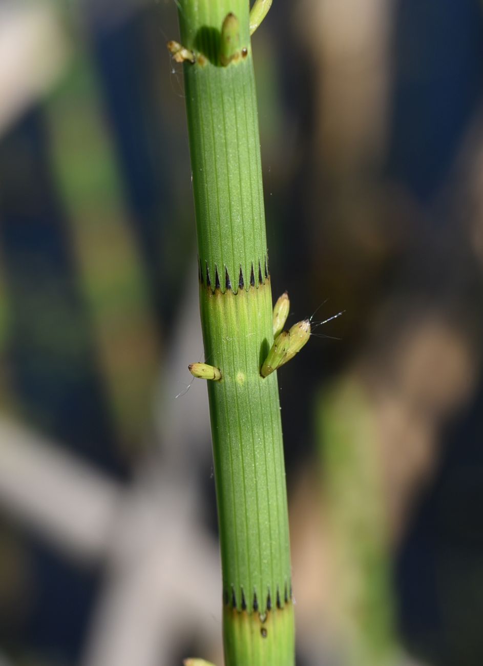 Изображение особи Equisetum fluviatile.