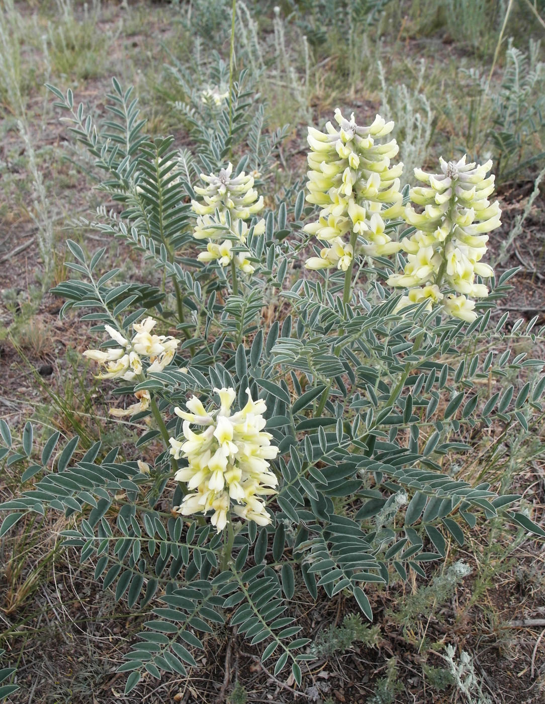 Image of Pseudosophora alopecuroides specimen.