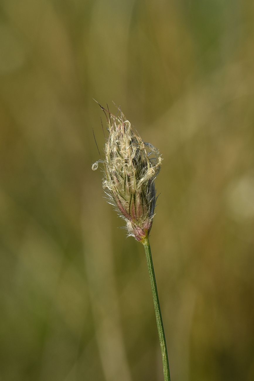 Image of genus Alopecurus specimen.