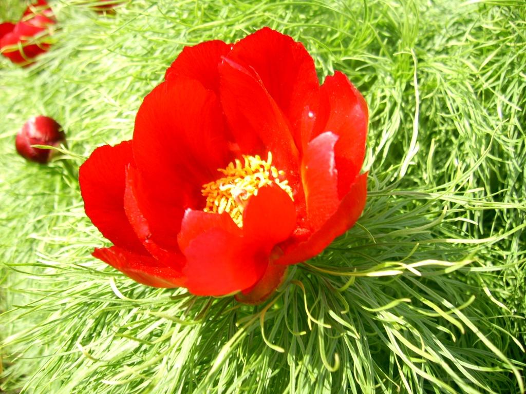 Изображение особи Paeonia tenuifolia.