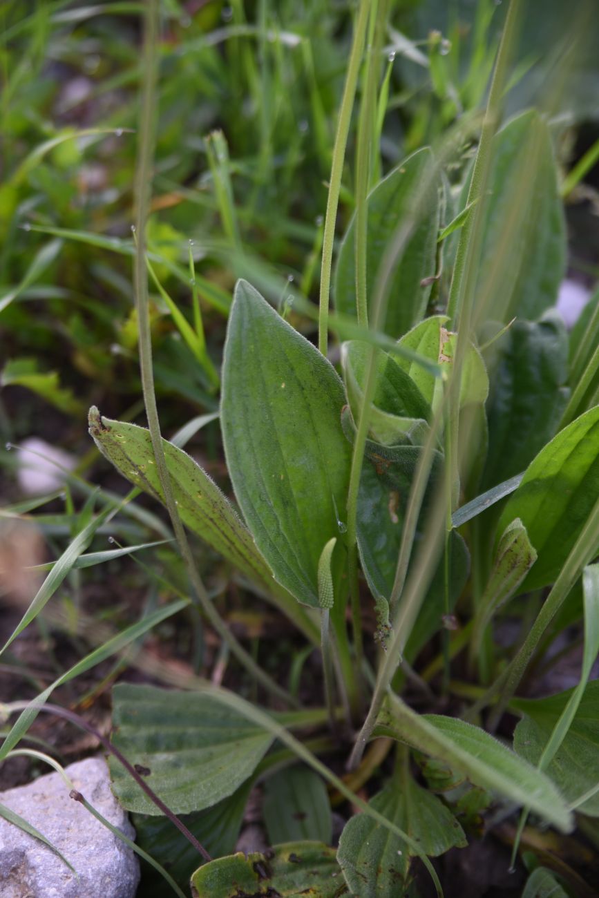 Изображение особи Plantago urvillei.