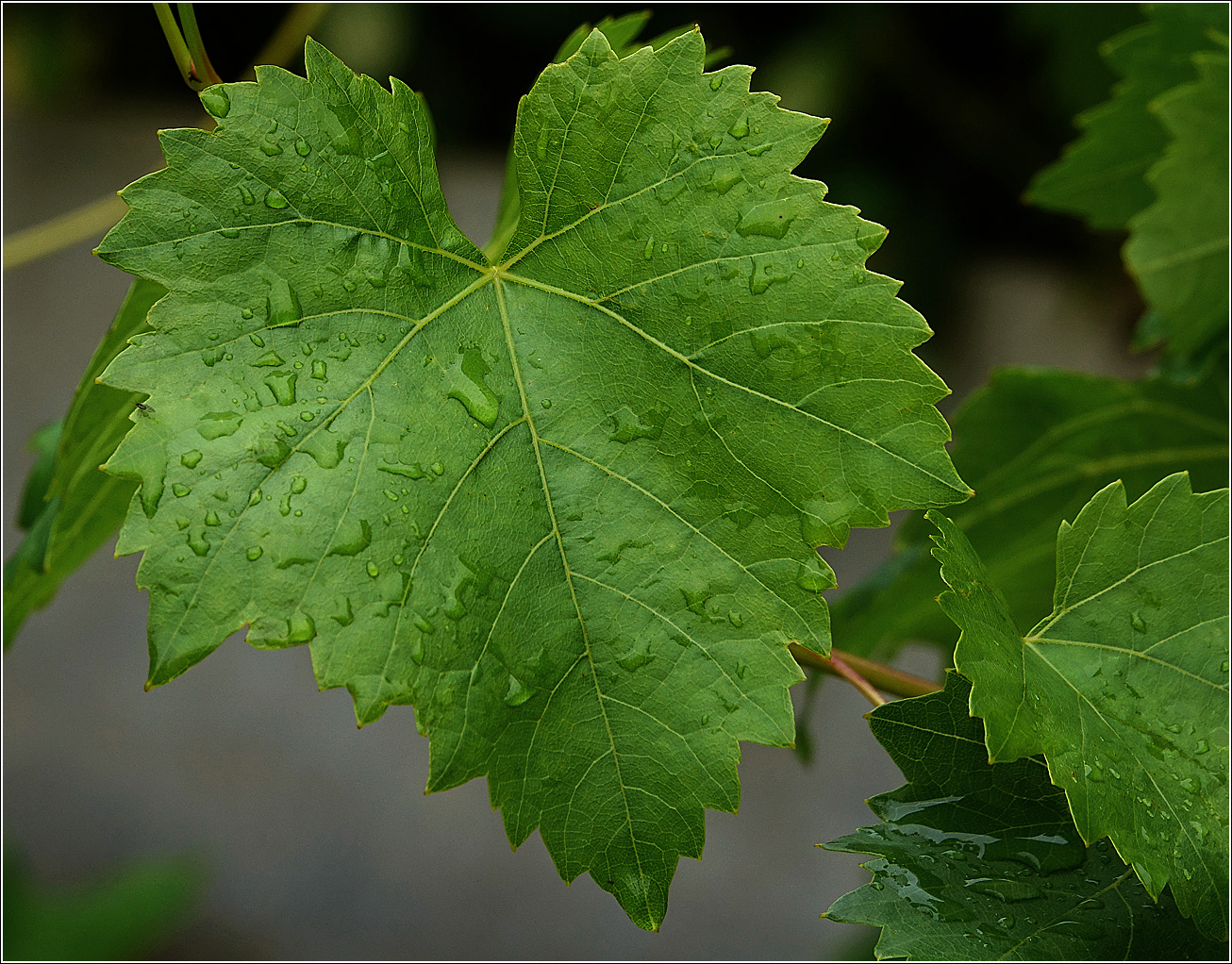 Изображение особи Vitis vinifera.