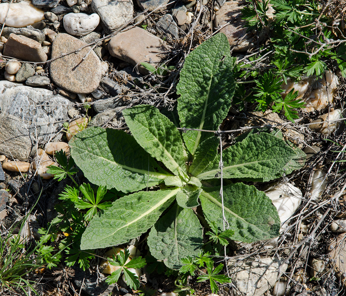 Изображение особи род Verbascum.