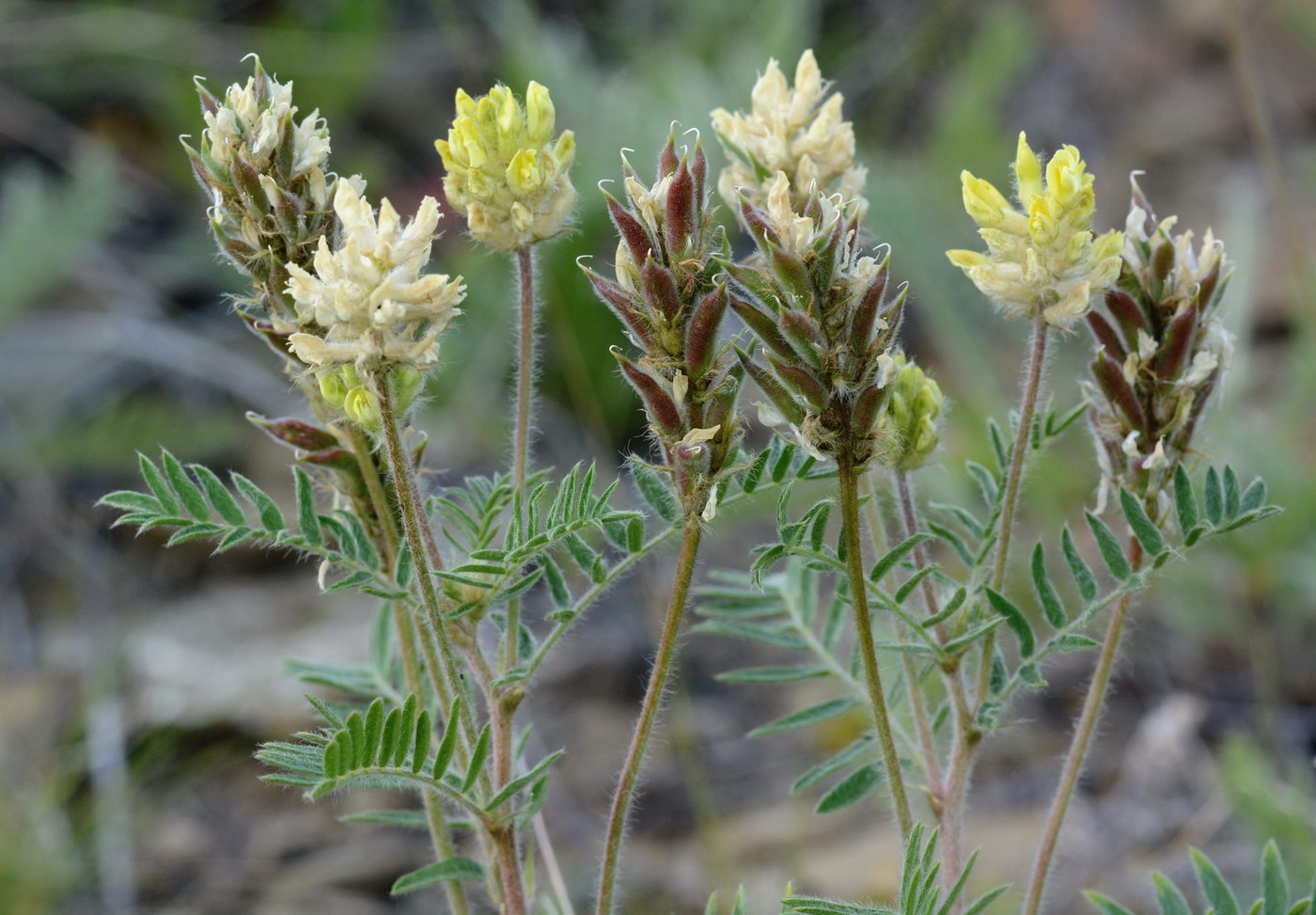 Image of Oxytropis pilosa specimen.