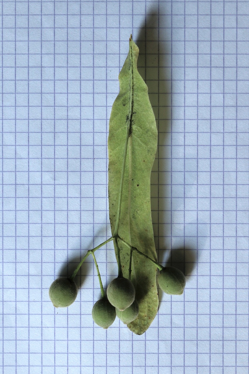 Изображение особи Tilia americana.