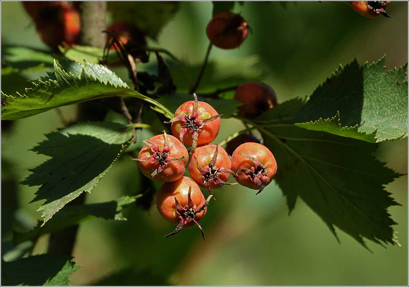 Изображение особи род Crataegus.