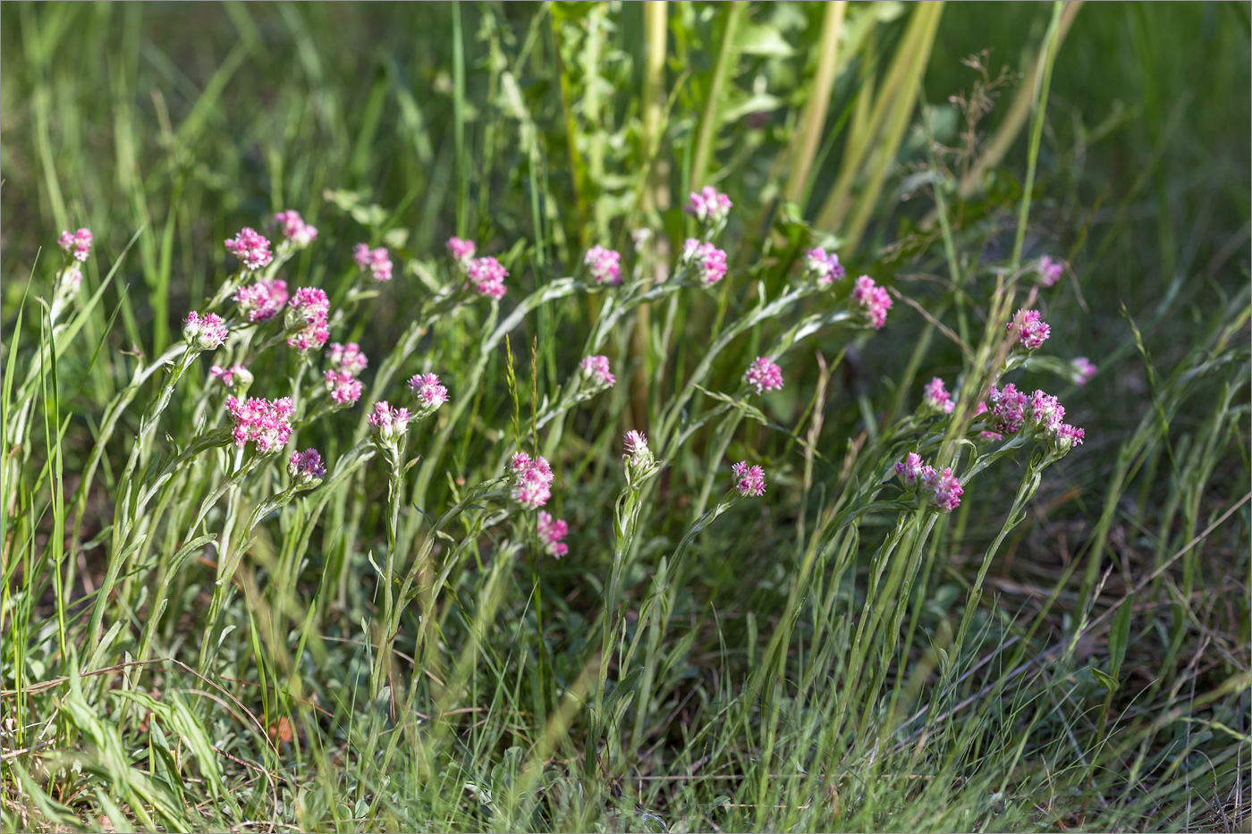 Изображение особи Antennaria dioica.