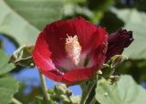 Phymosia umbellata