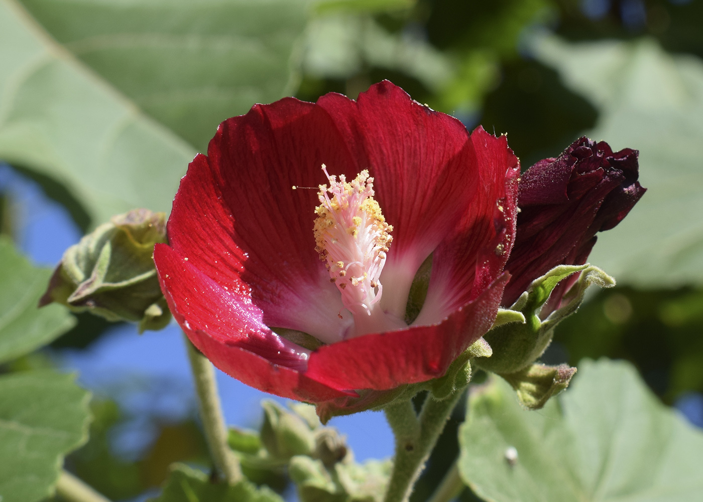 Image of Phymosia umbellata specimen.