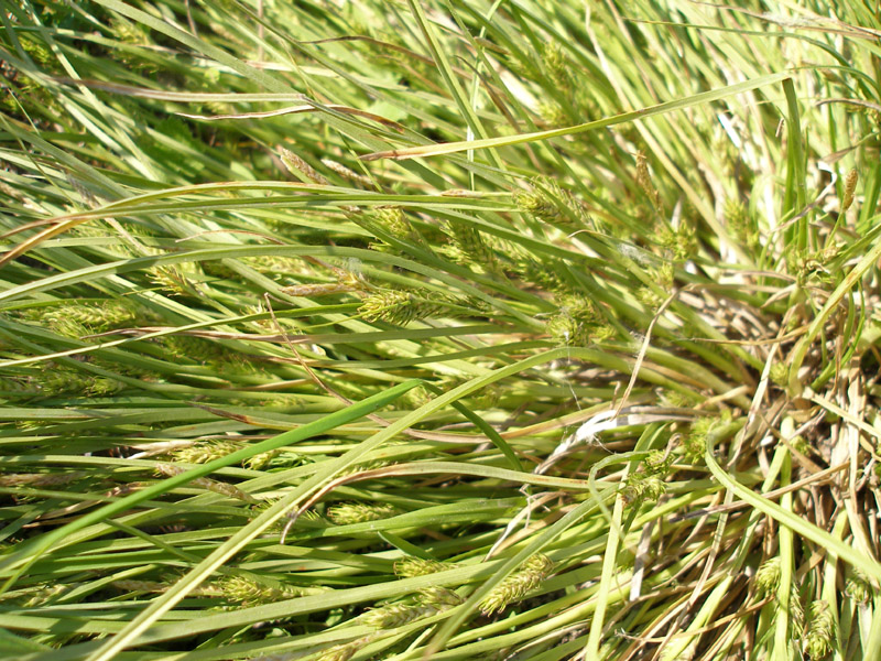 Изображение особи Carex secalina.