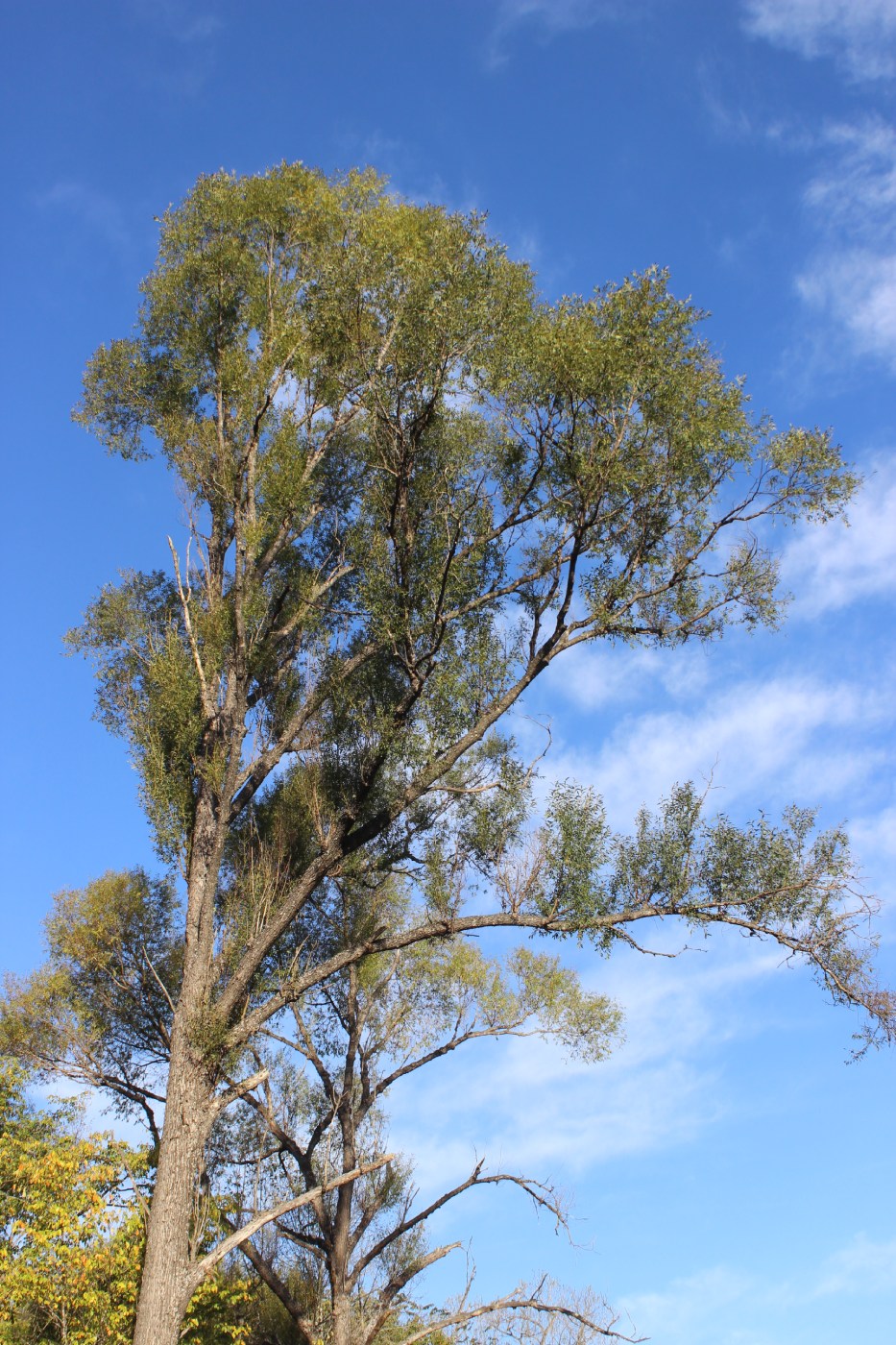 Image of Chosenia arbutifolia specimen.