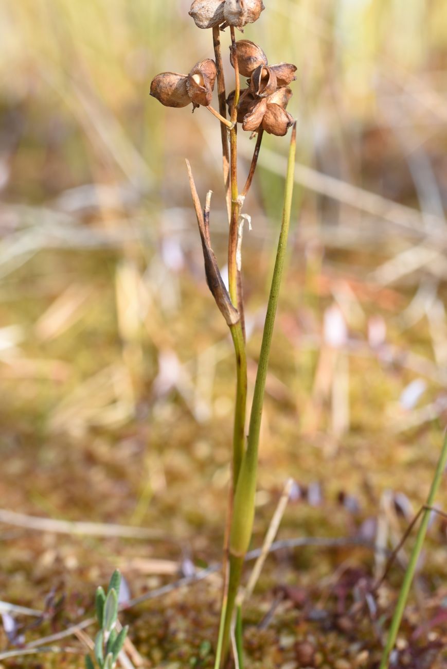 Image of Scheuchzeria palustris specimen.