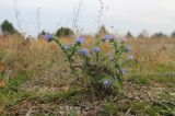 Echium vulgare. Цветущее растение. Краснодарский край, м/о г. Новороссийск, ур. Широкая Балка, пустырь на месте заброшенной стройки. 24.11.2022.