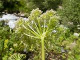 Macrosciadium alatum. Верхушка побега с соцветием. Карачаево-Черкесия, Урупский р-н, Кавказский биосферный заповедник, Имеретинское ущелье, ≈ 1900 м н.у.м., субальпийский луг. 30.07.2022.