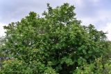 Sorbus aucuparia