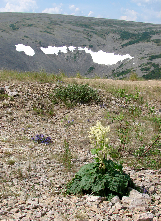 Image of Rheum compactum specimen.