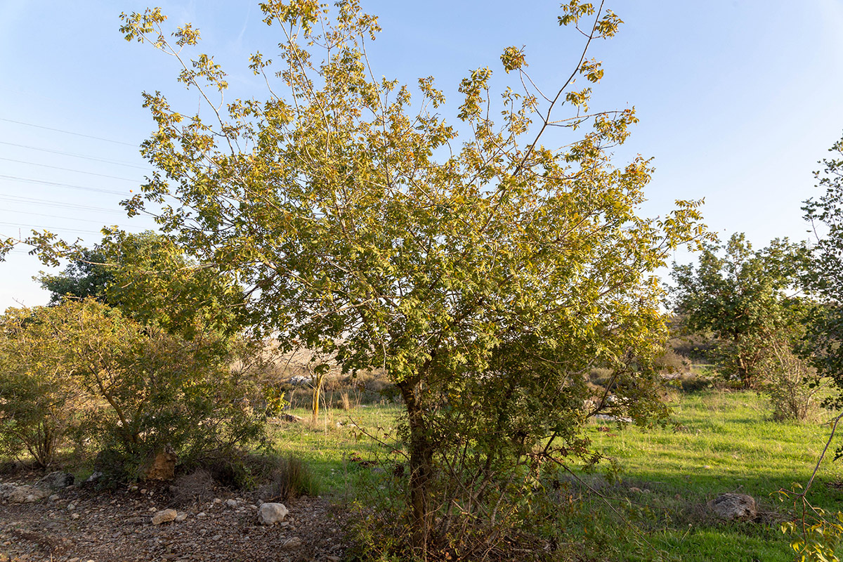 Image of genus Juglans specimen.