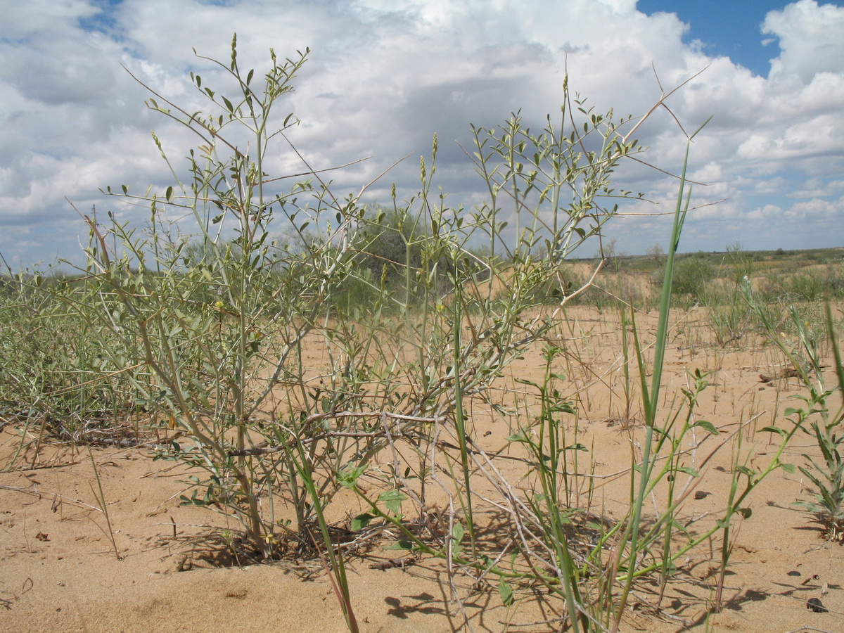 Изображение особи Astragalus cognatus.