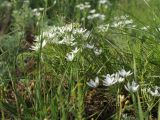 Ornithogalum kochii