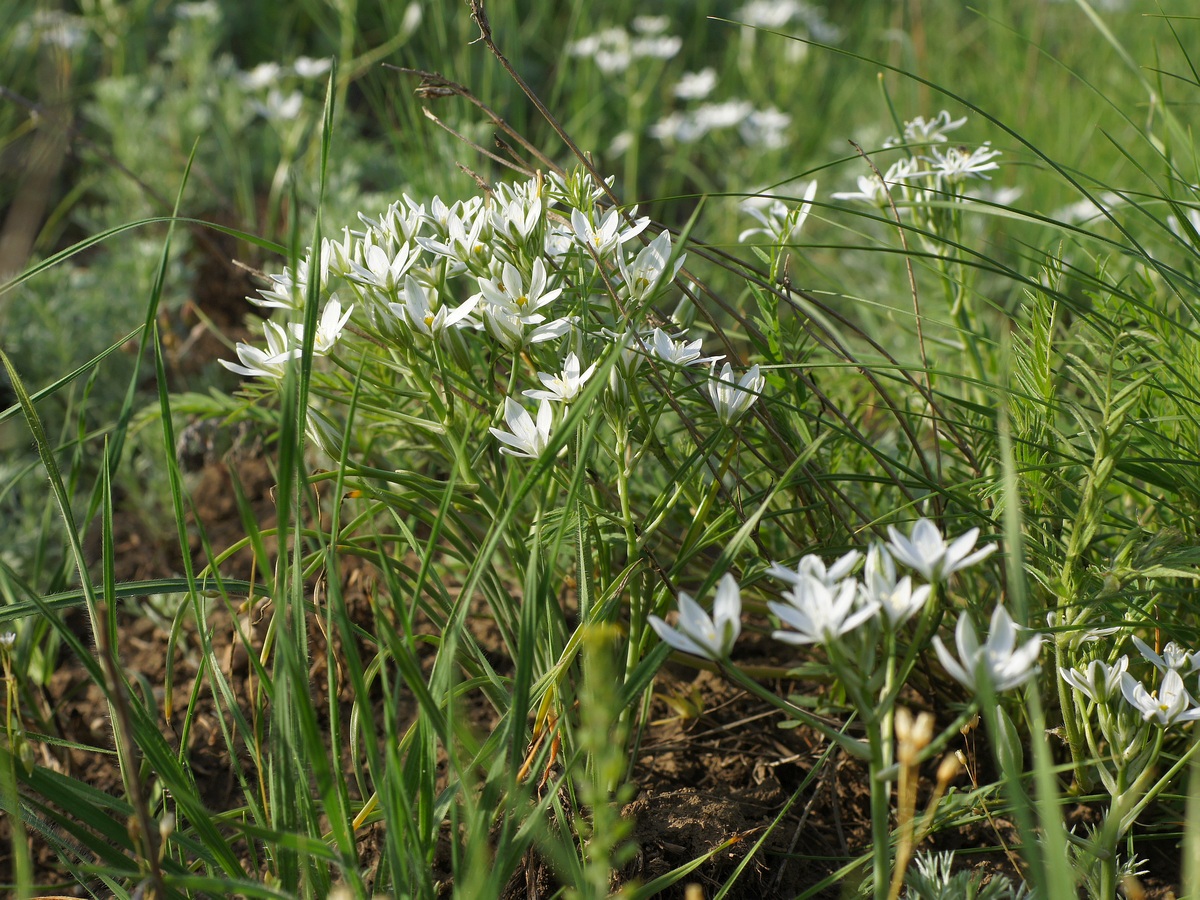 Image of Ornithogalum kochii specimen.