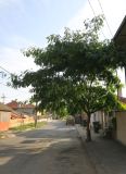 Albizia julibrissin