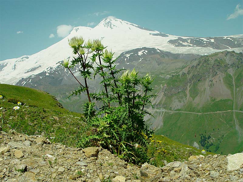 Image of Cirsium obvallatum specimen.