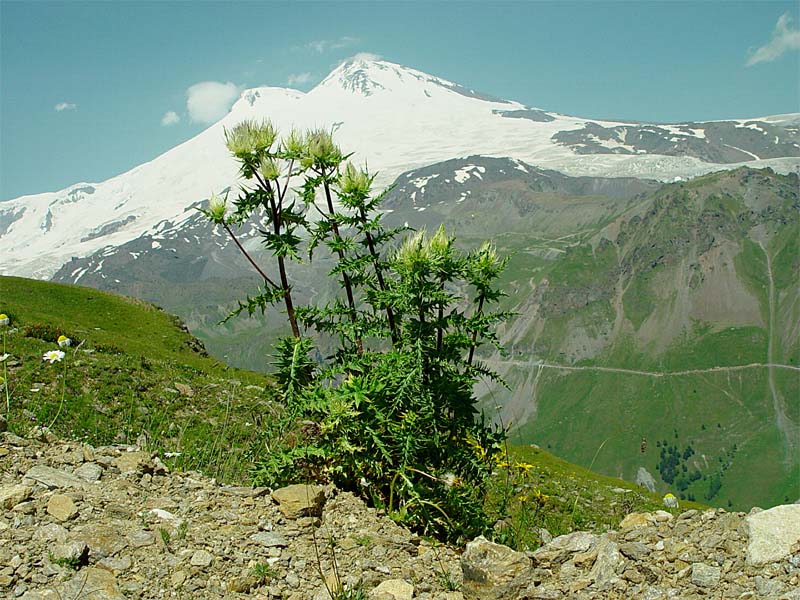 Изображение особи Cirsium obvallatum.