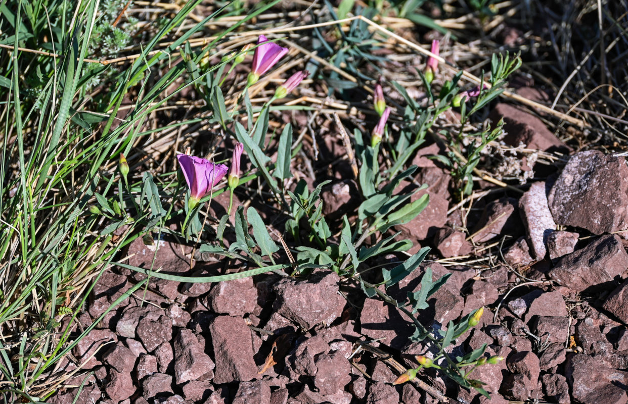 Изображение особи Convolvulus chinensis.