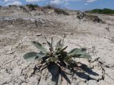 Limonium scoparium. Растение с генеративными побегами. Краснодарский край, Крымский р-н, окр. станицы Гладковская, грязевой вулкан Гладковские сопки, сопочное поле. 03.06.2018.