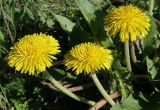 Taraxacum