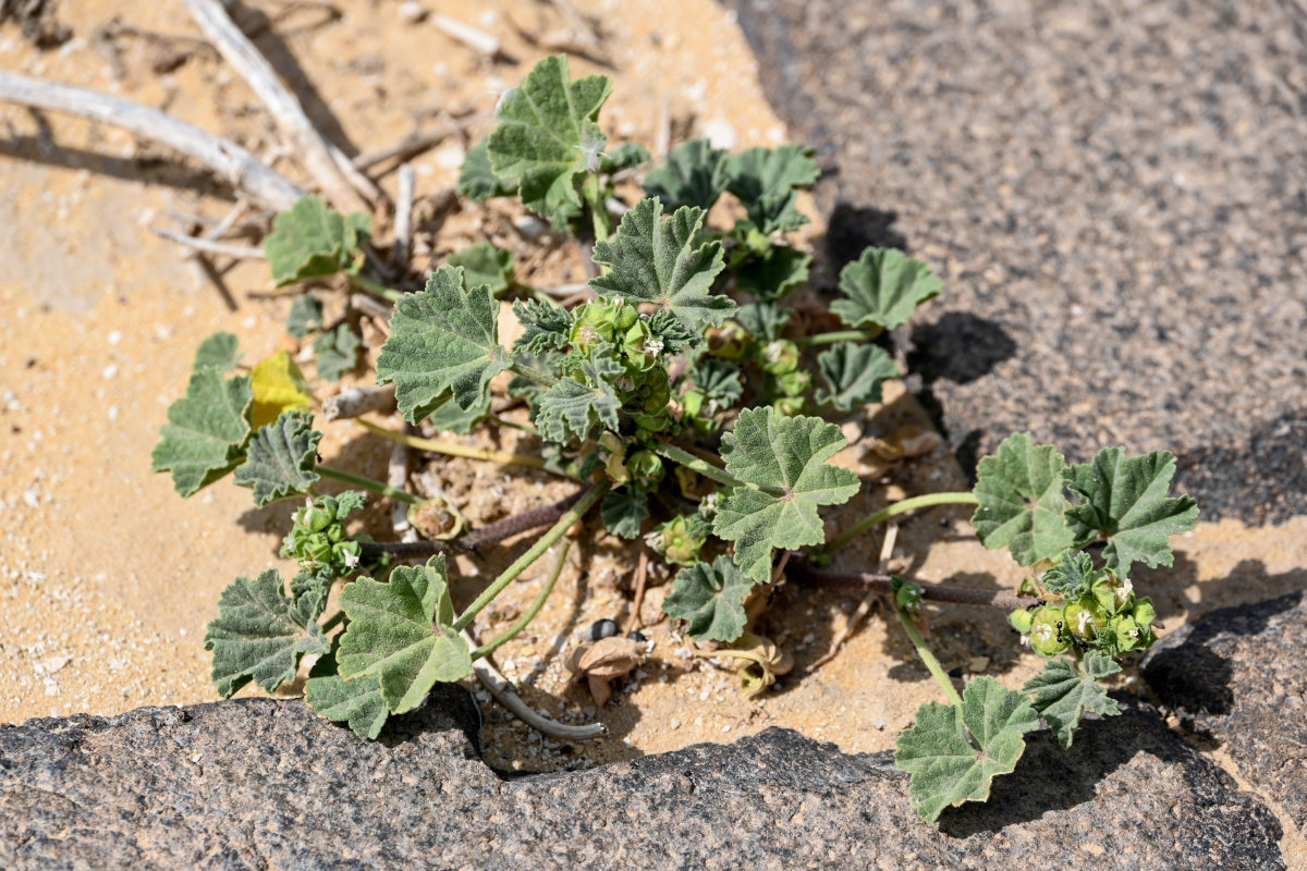 Изображение особи Malva parviflora.