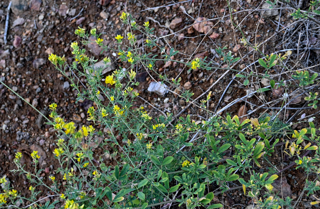 Изображение особи Medicago falcata.