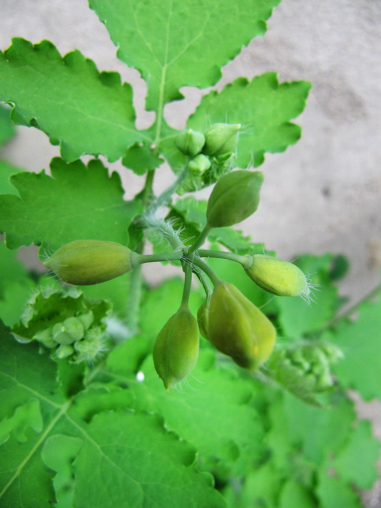 Изображение особи Chelidonium majus.