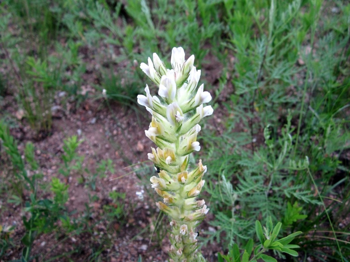 Image of Oxytropis komarovii specimen.