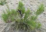 Haloxylon aphyllum