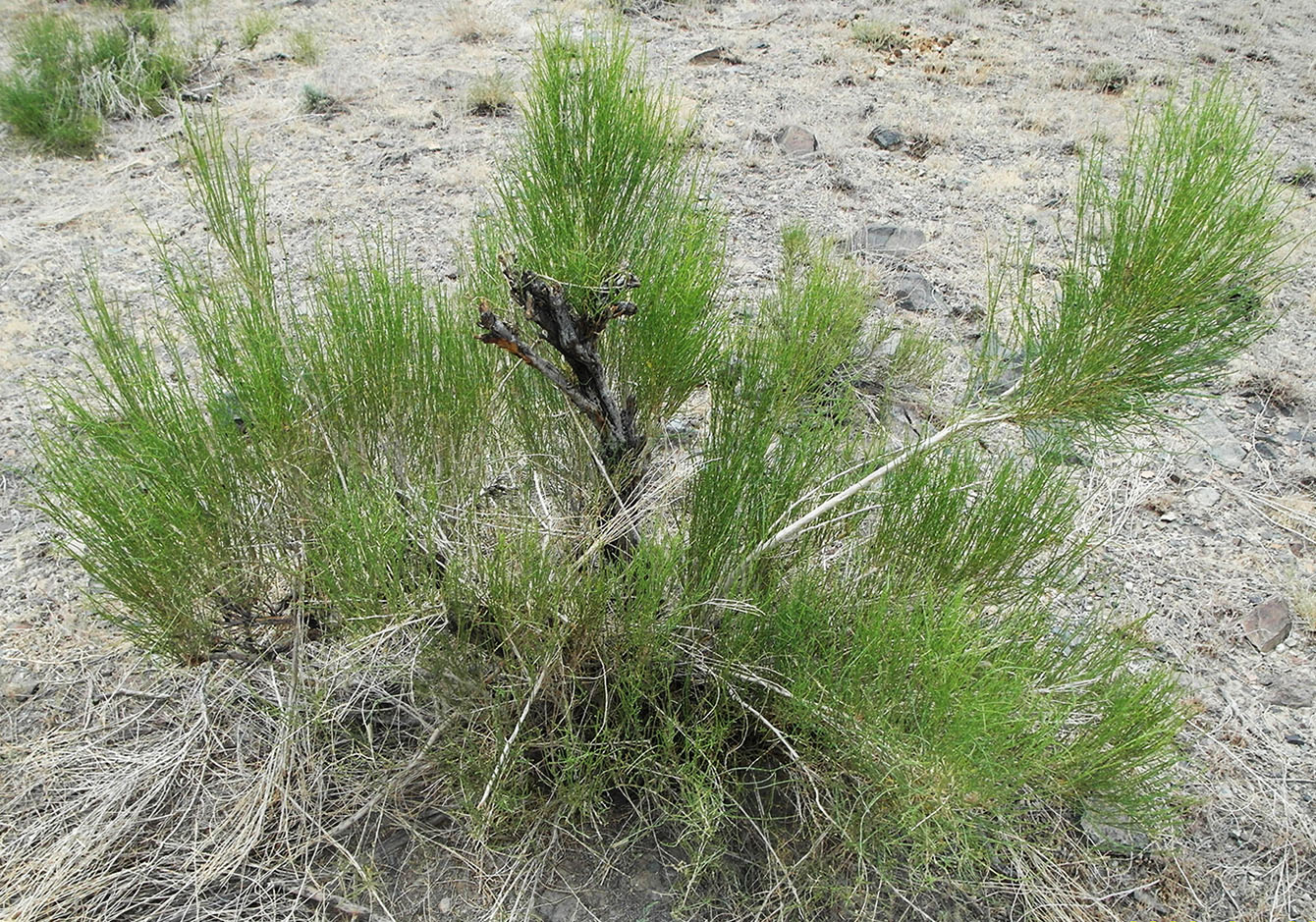 Image of Haloxylon persicum specimen.