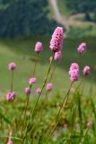 Bistorta carnea. Верхушка побега с соцветием. Краснодарский край, Адлерский р-н, хр. Аибга, гора Каменный Столб, 2480 м н.у.м., субальпийский луг. 29.07.2023.