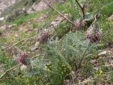 Pedicularis olgae